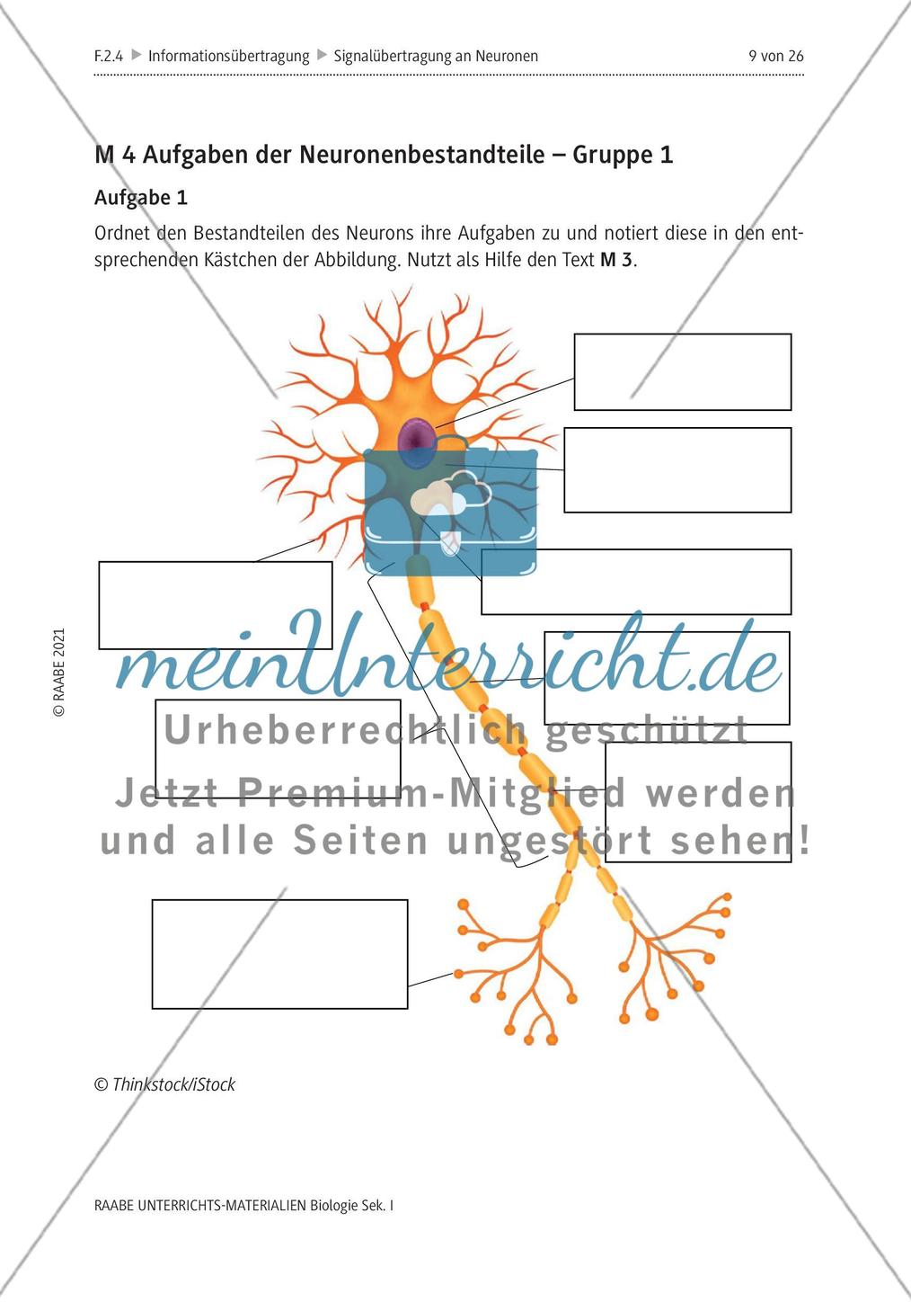 Signalübertragung an Neuronen - M4-M8 Preview 1