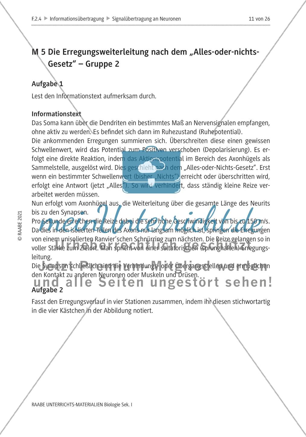 Signalübertragung an Neuronen - M4-M8 Preview 3