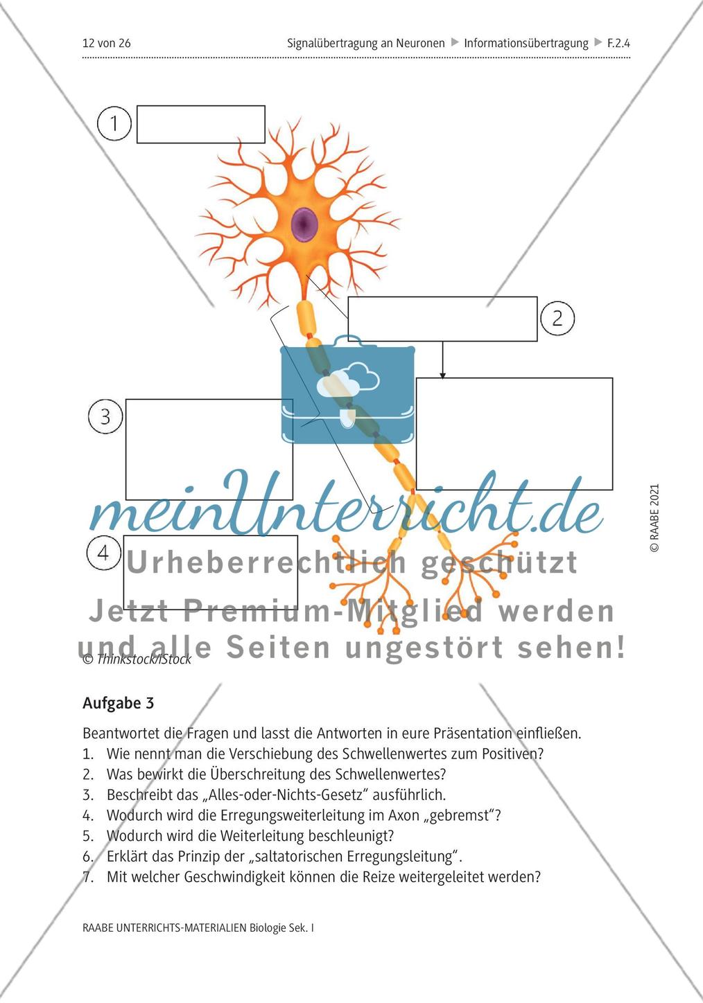 Signalübertragung an Neuronen - M4-M8 Preview 4
