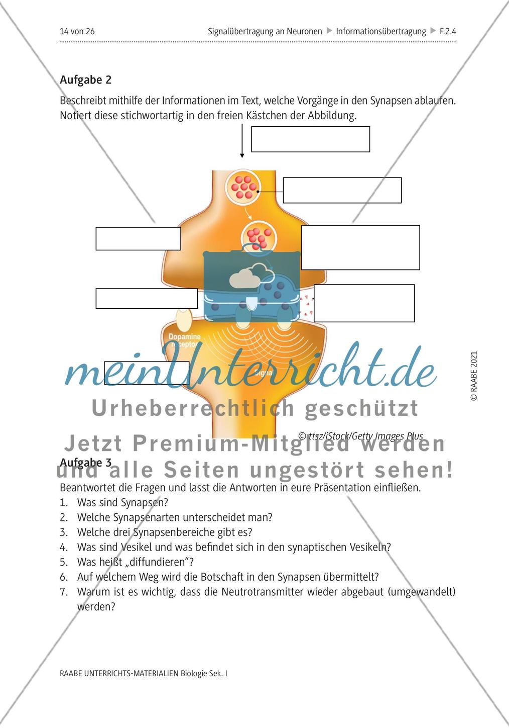 Signalübertragung an Neuronen - M4-M8 Preview 6