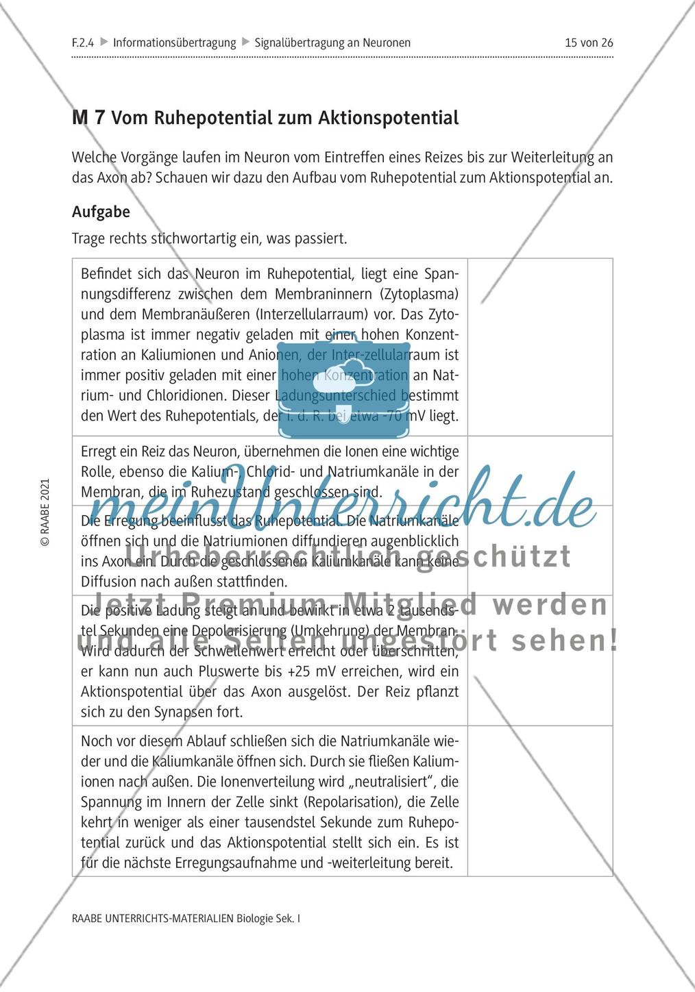Signalübertragung an Neuronen - M4-M8 Preview 7
