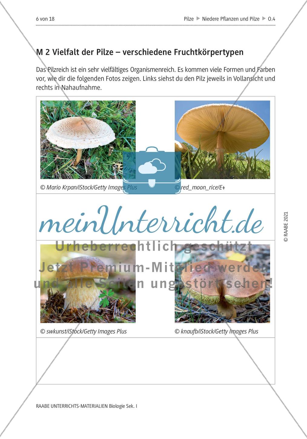 Das Reich der Pilze - M1-M6 Preview 2