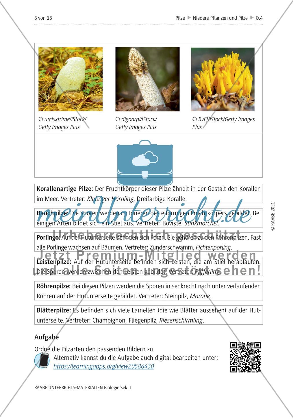Das Reich der Pilze - M1-M6 Preview 4