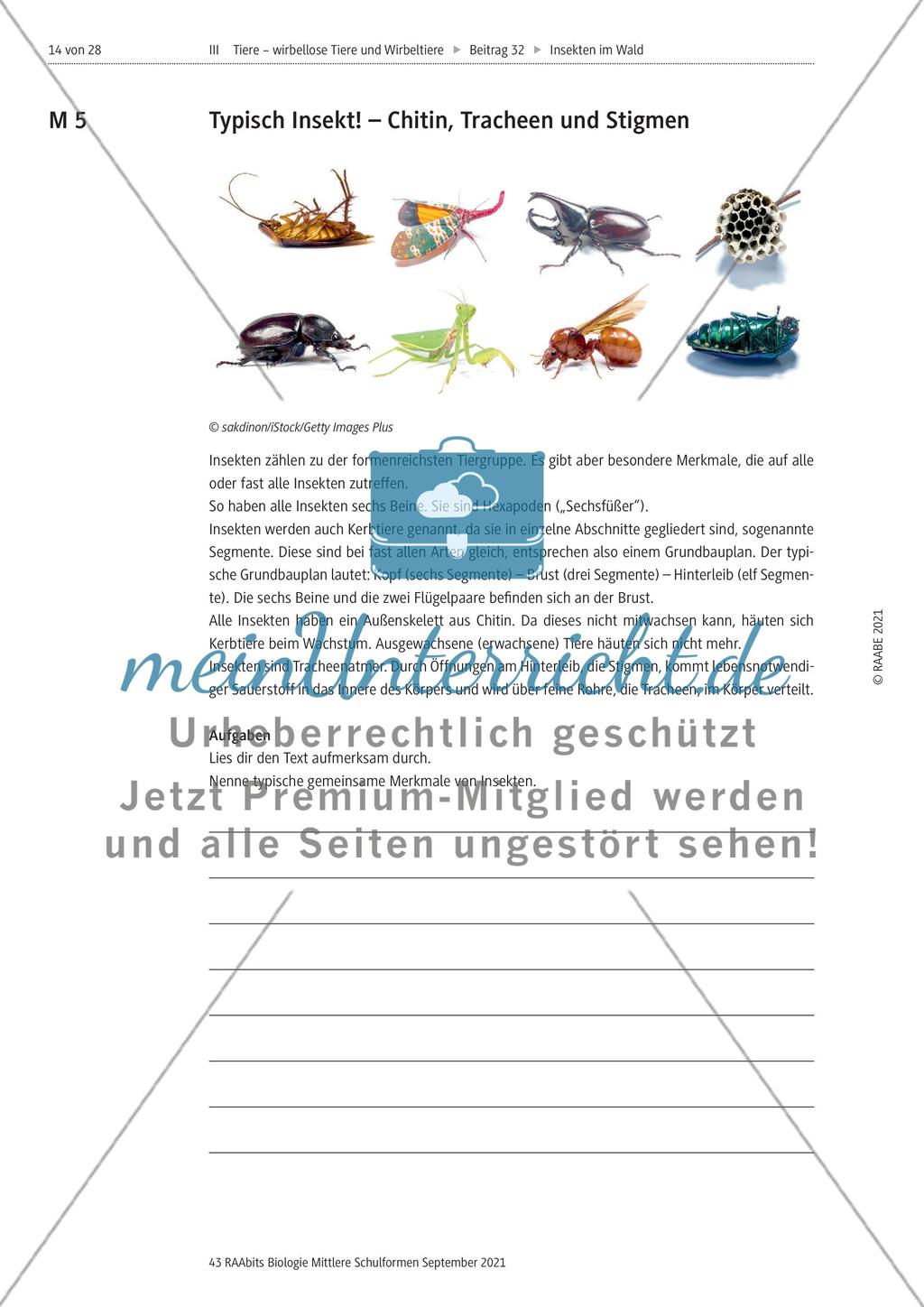 Insekten in der Lebensgemeinschaft Wald - Teil 2 Preview 1