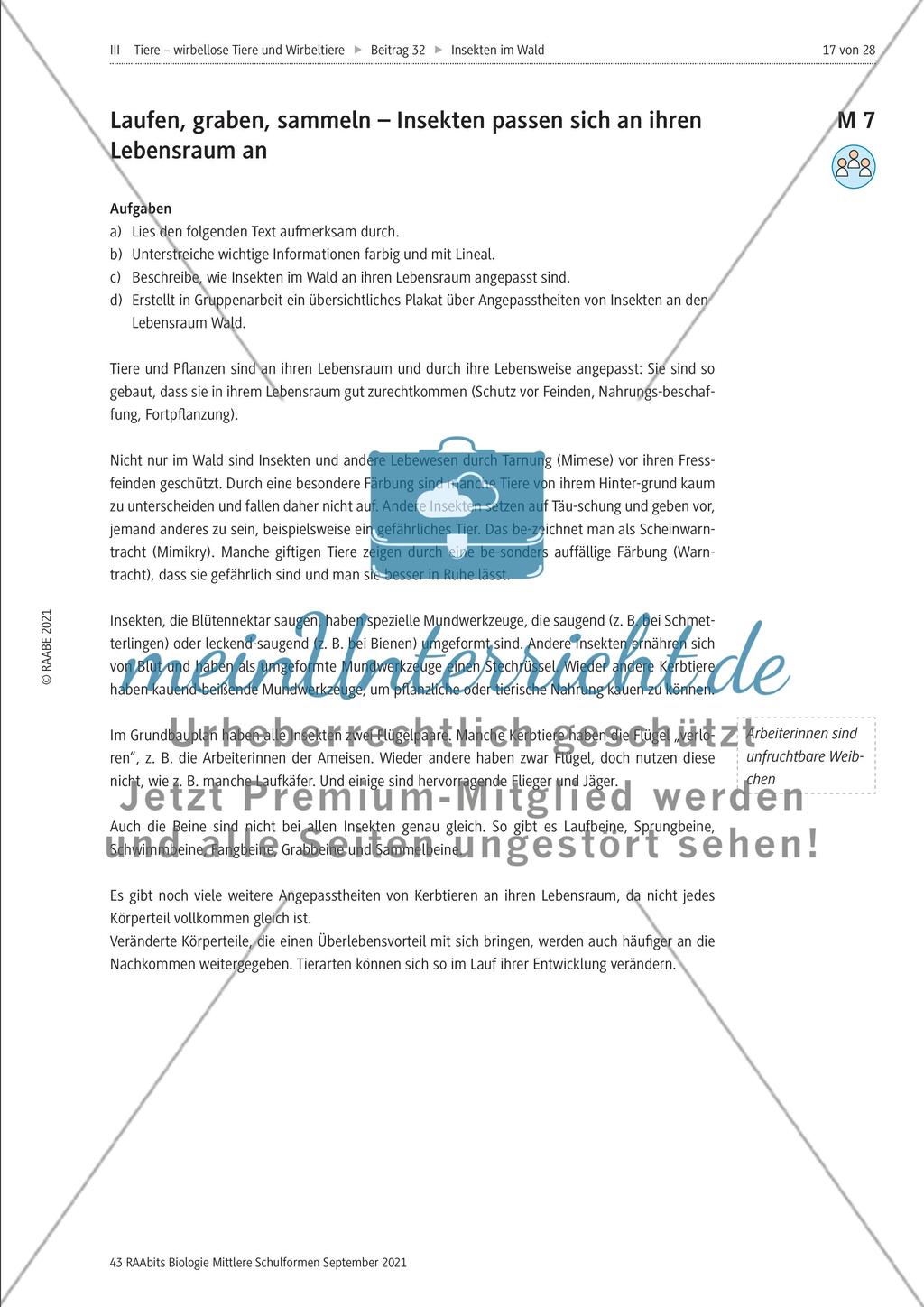 Insekten in der Lebensgemeinschaft Wald - Teil 2 Preview 4