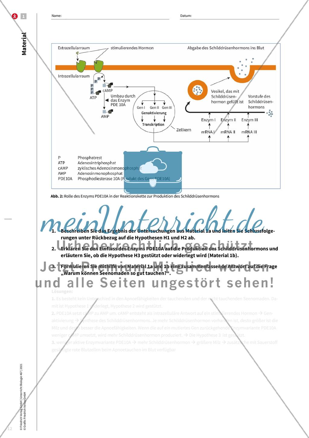 Evolution als Erklärungsprinzip Preview 4