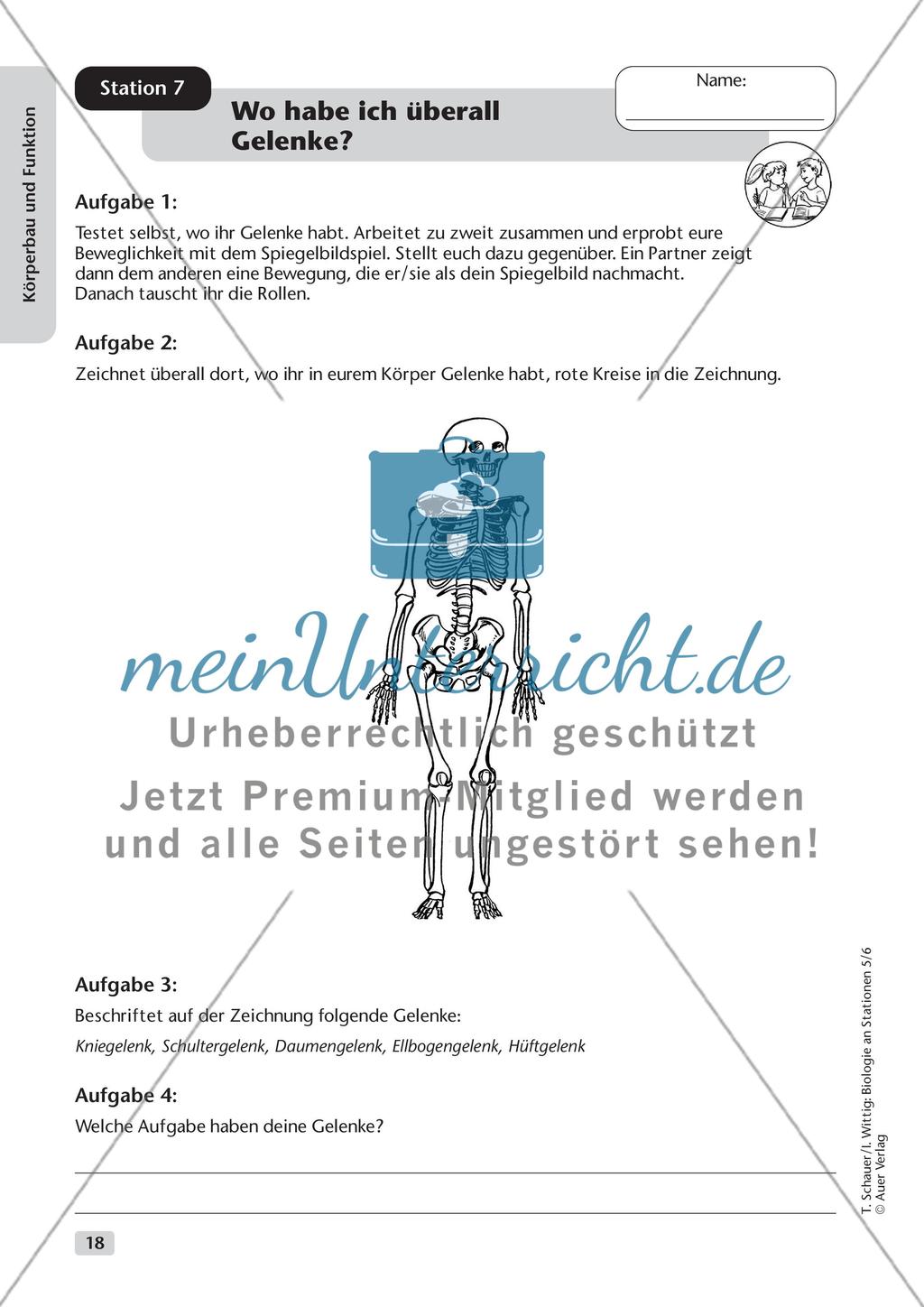 Körperbau und Funktion Preview 10