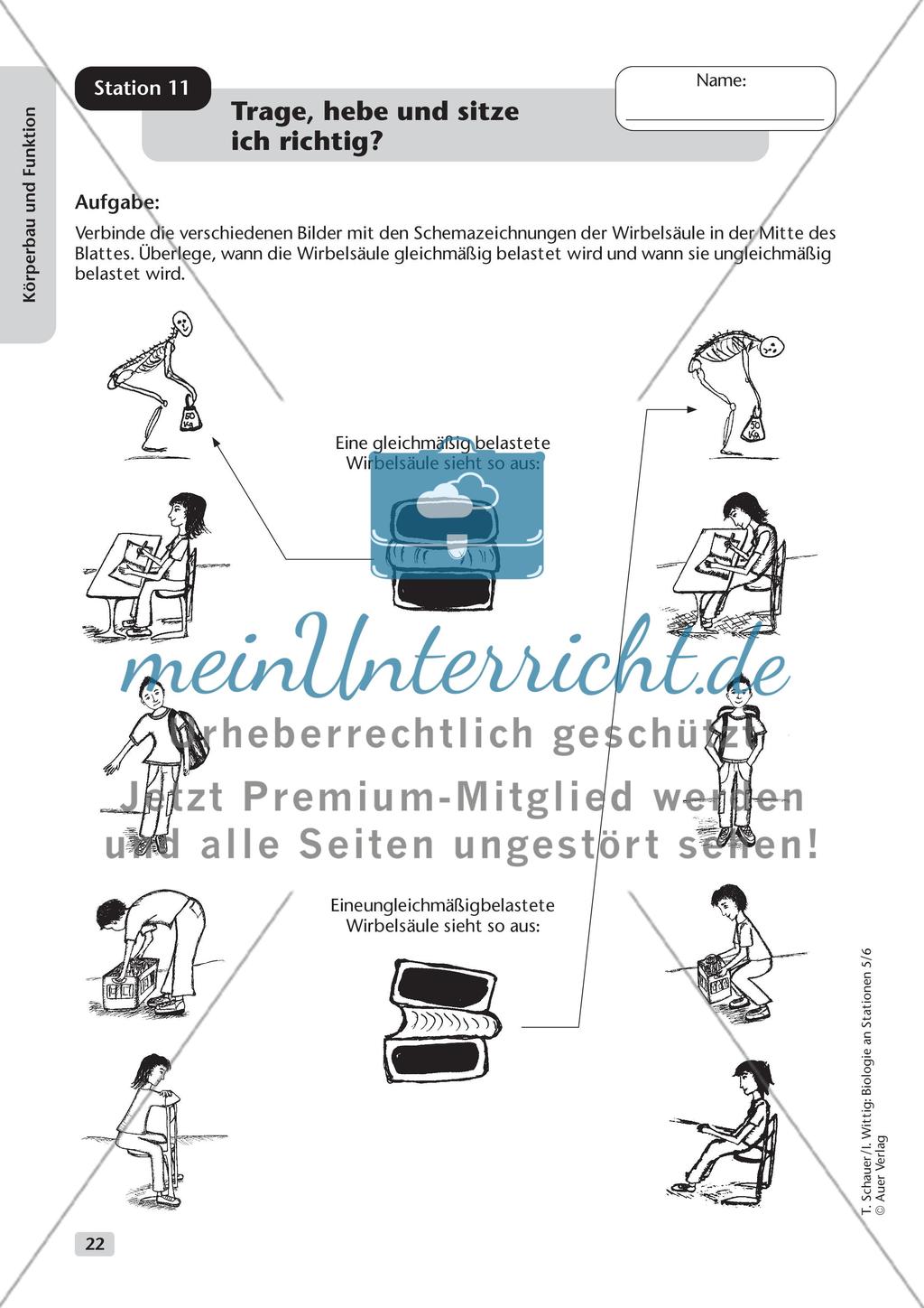 Körperbau und Funktion Preview 14
