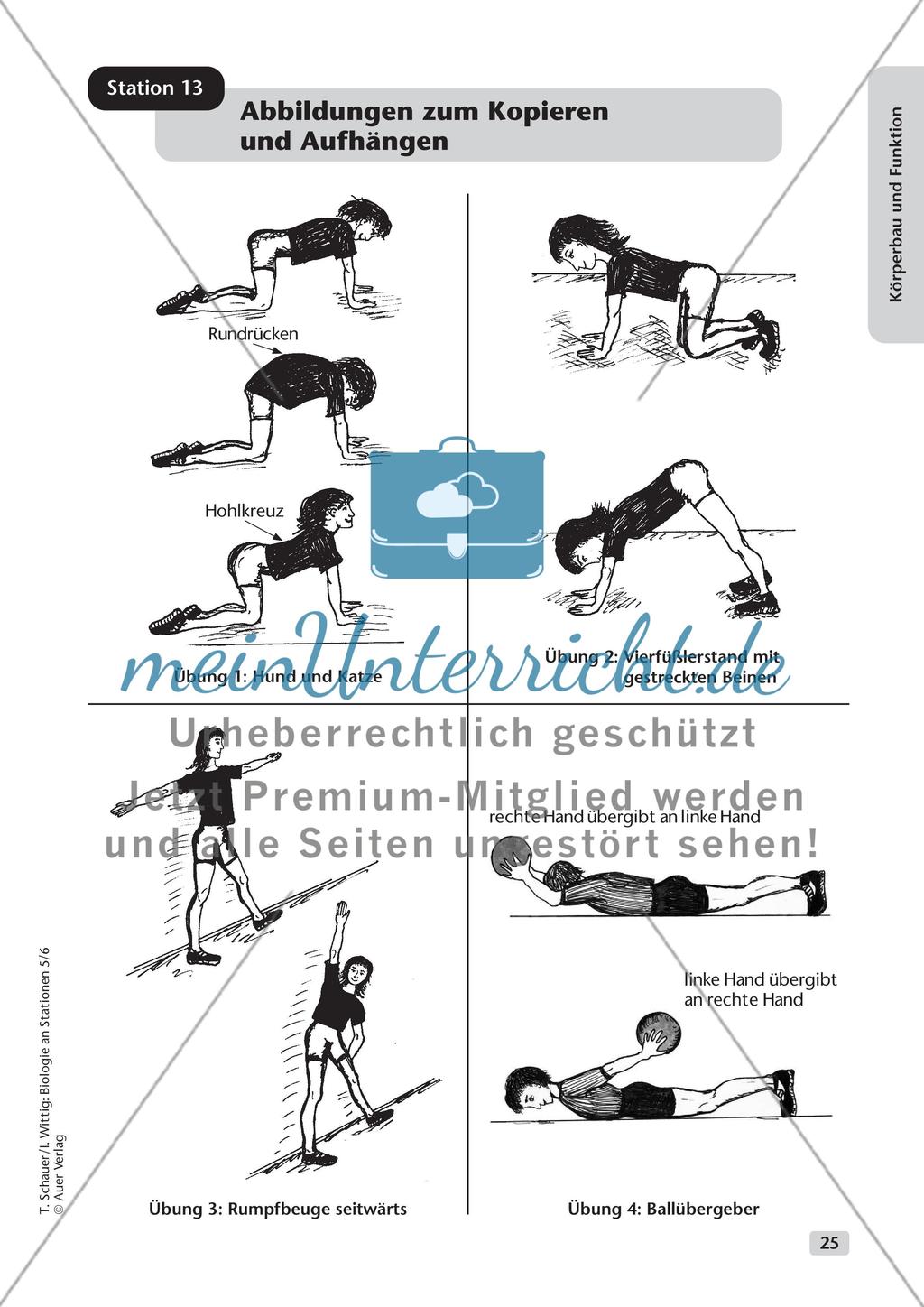 Körperbau und Funktion Preview 17