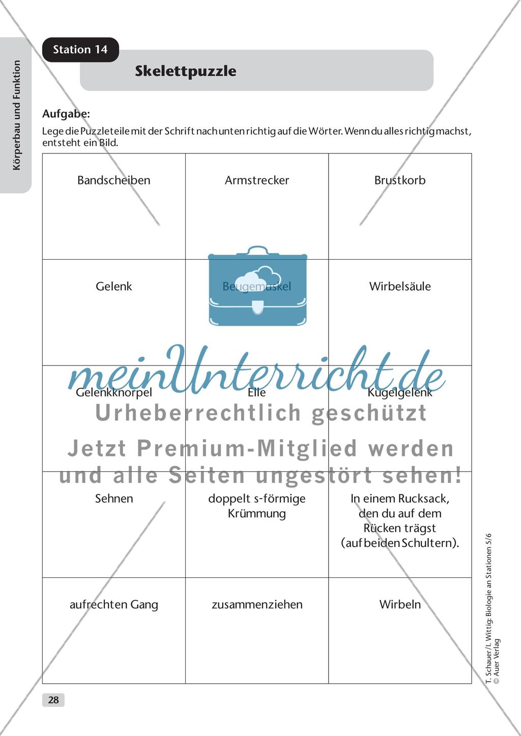 Körperbau und Funktion Preview 20