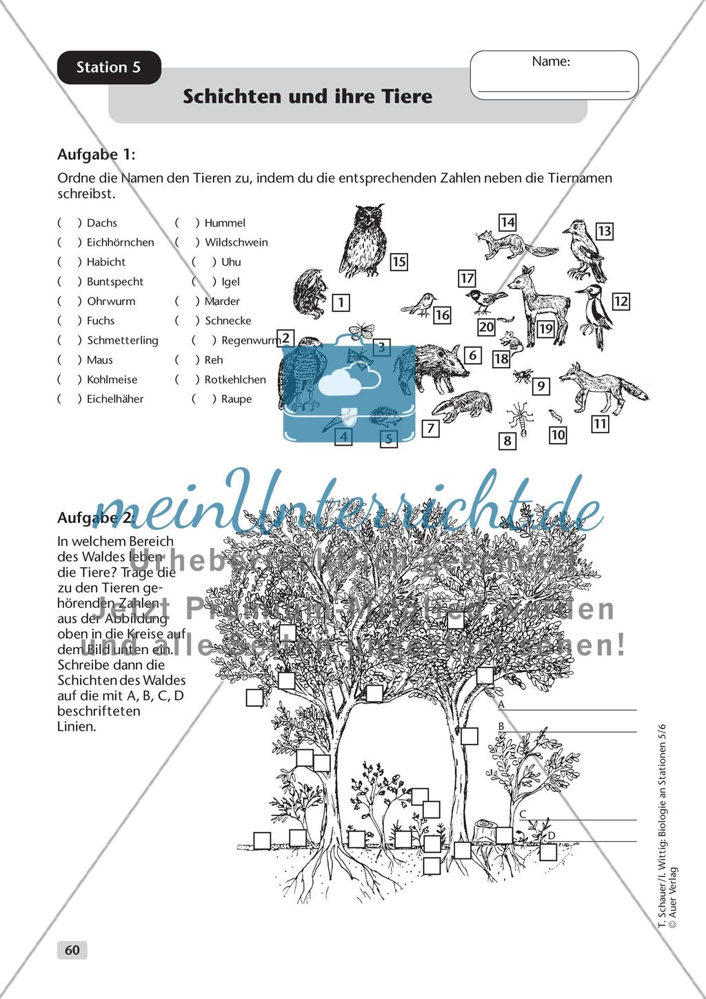 Ökosystem Wald - Teil 2 Preview 3