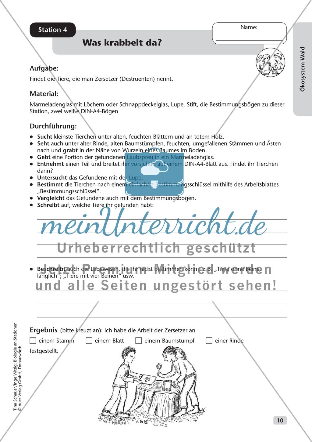 Ökosystem Wald (Stationslauf im Wald) Preview 11