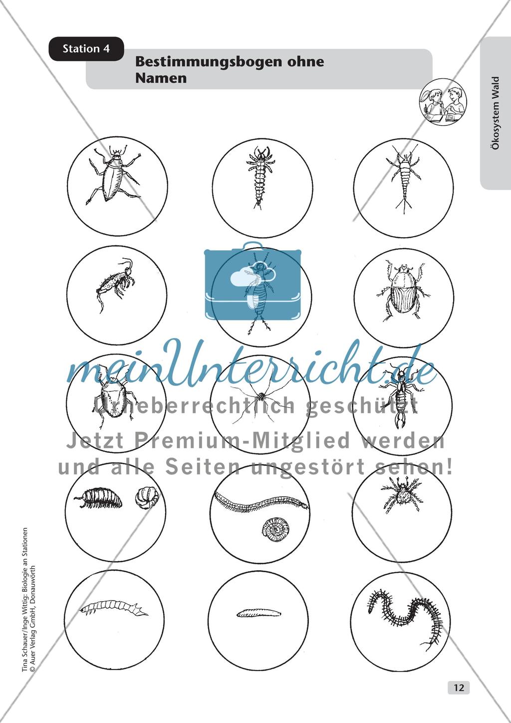 Ökosystem Wald (Stationslauf im Wald) Preview 13