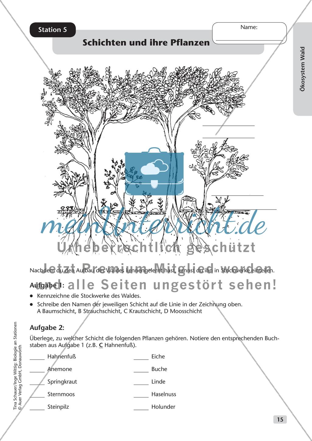 Ökosystem Wald (Stationslauf im Wald) Preview 16