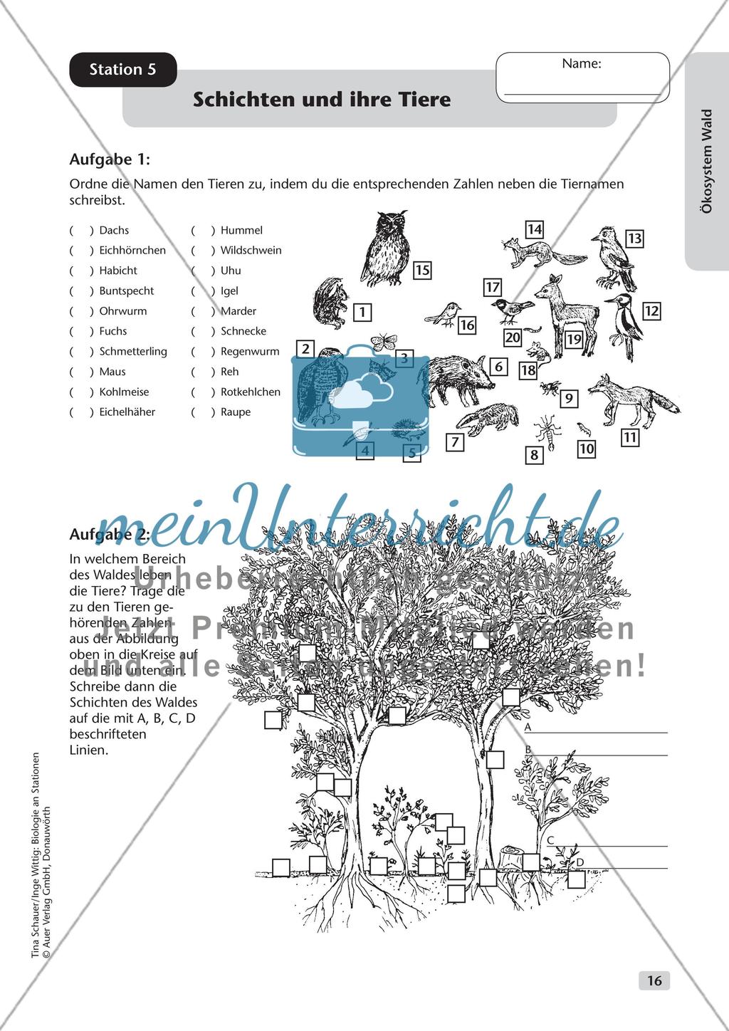 Ökosystem Wald (Stationslauf im Wald) Preview 17