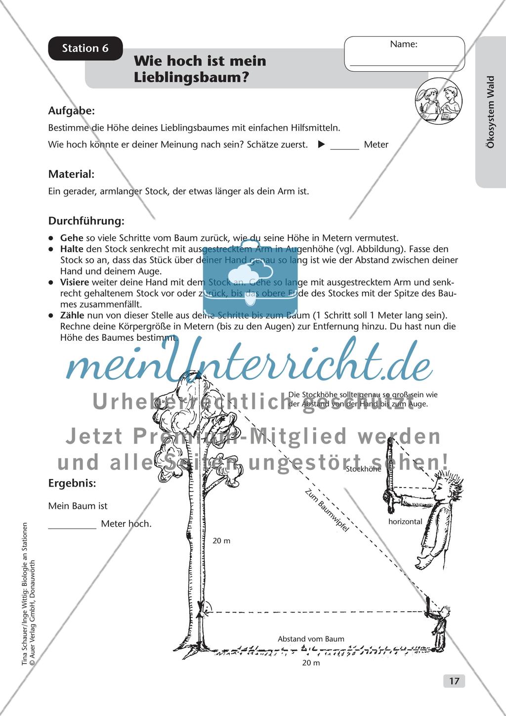 Ökosystem Wald (Stationslauf im Wald) Preview 18