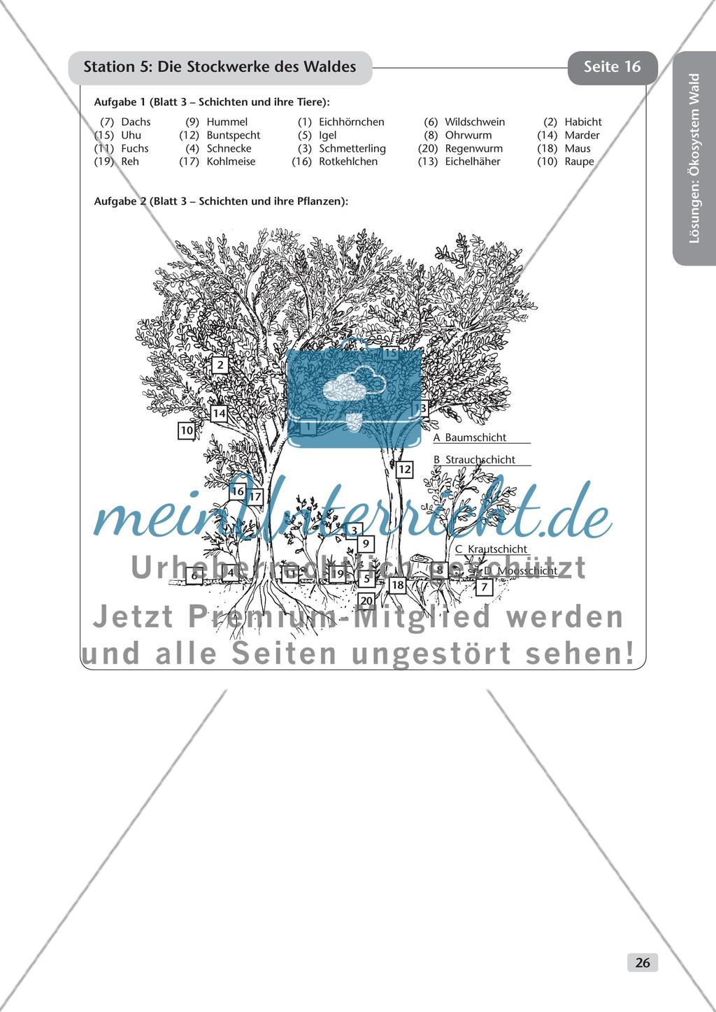 Ökosystem Wald (Stationslauf im Wald) Preview 27
