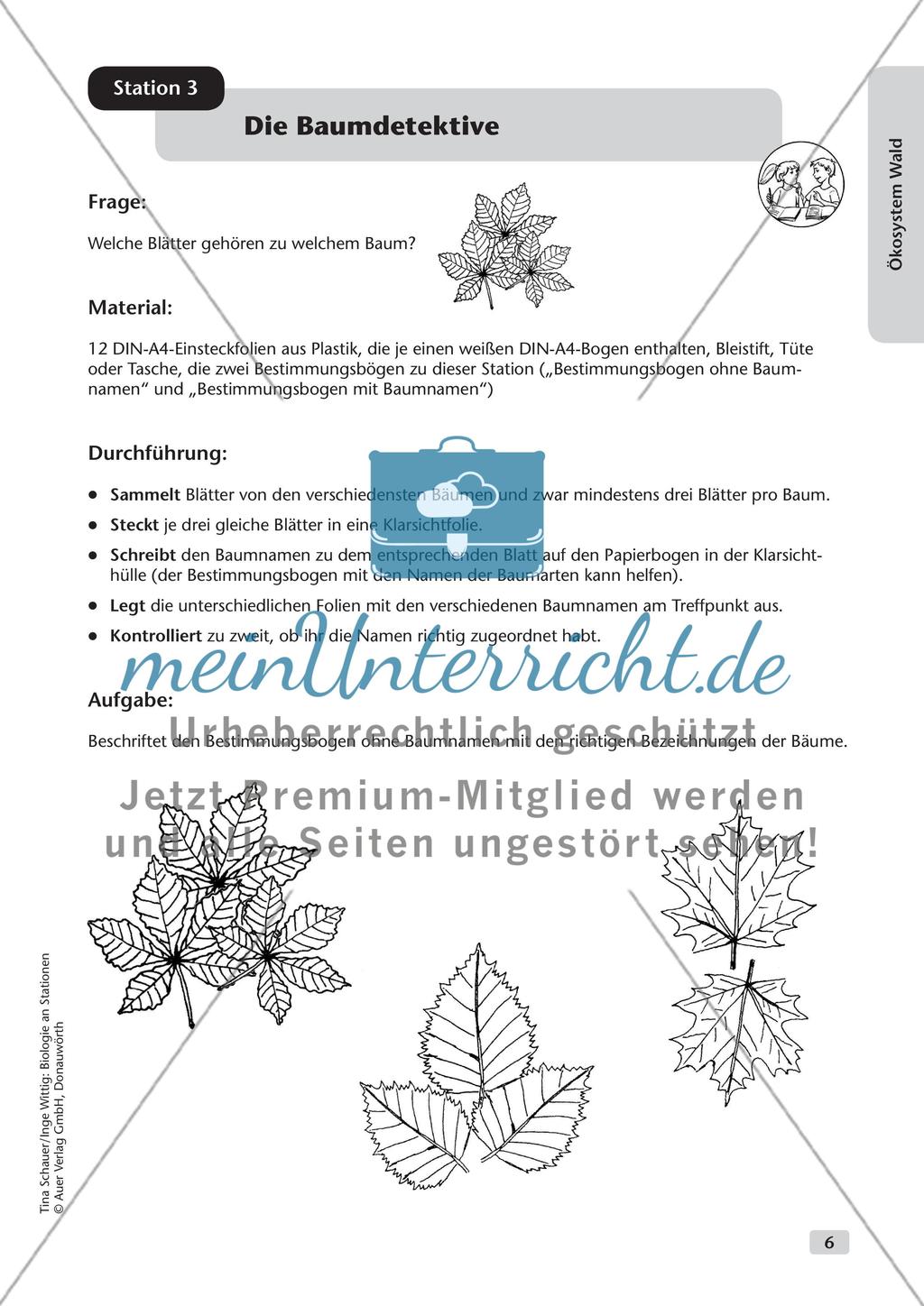 Ökosystem Wald (Stationslauf im Wald) Preview 7