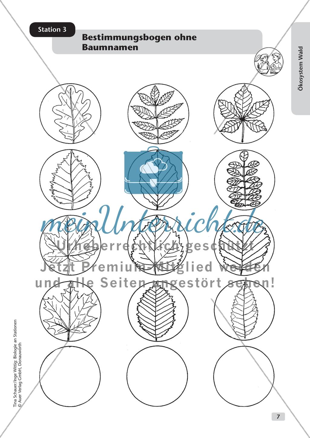 Ökosystem Wald (Stationslauf im Wald) Preview 8