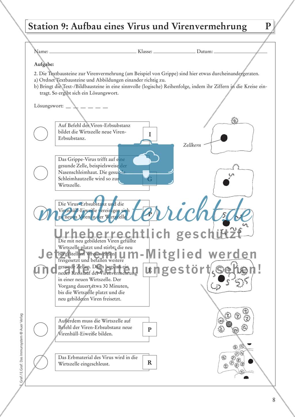 Das Immunsystem Preview 10