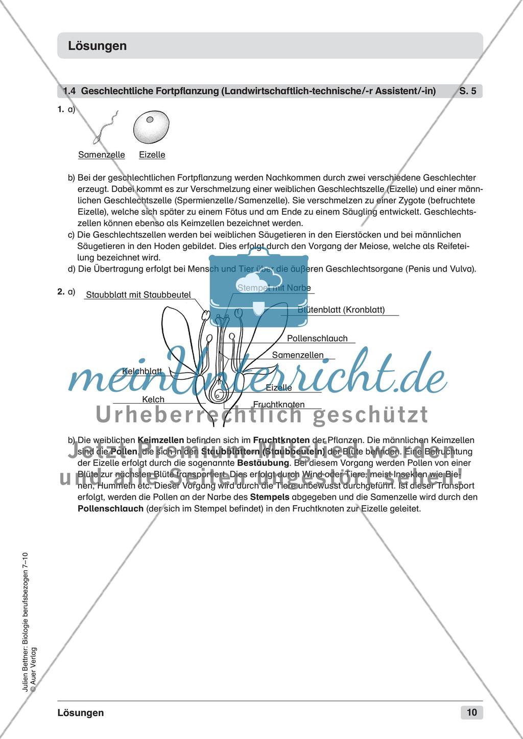 Blütenpflanzen Preview 12