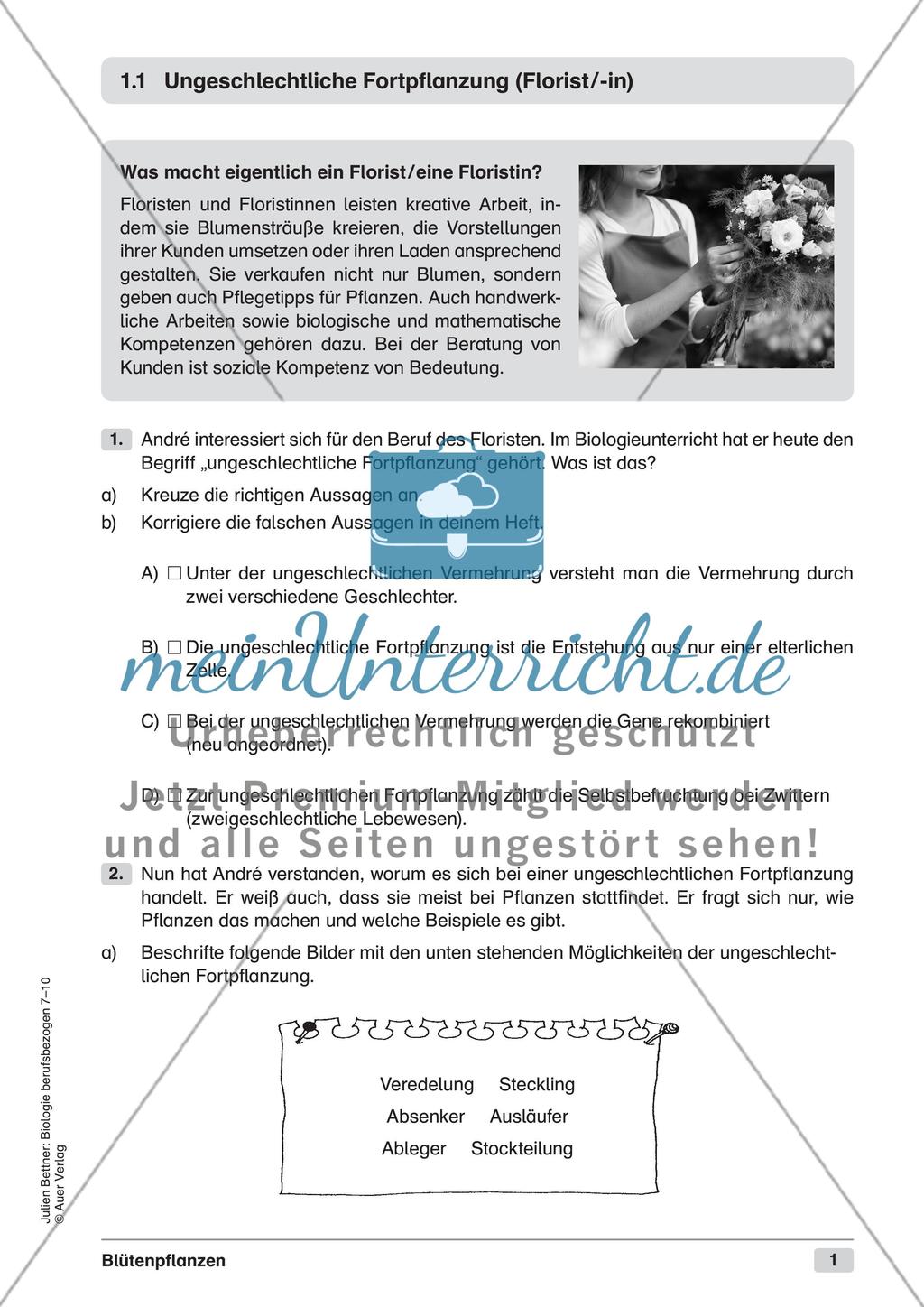 Blütenpflanzen Preview 3