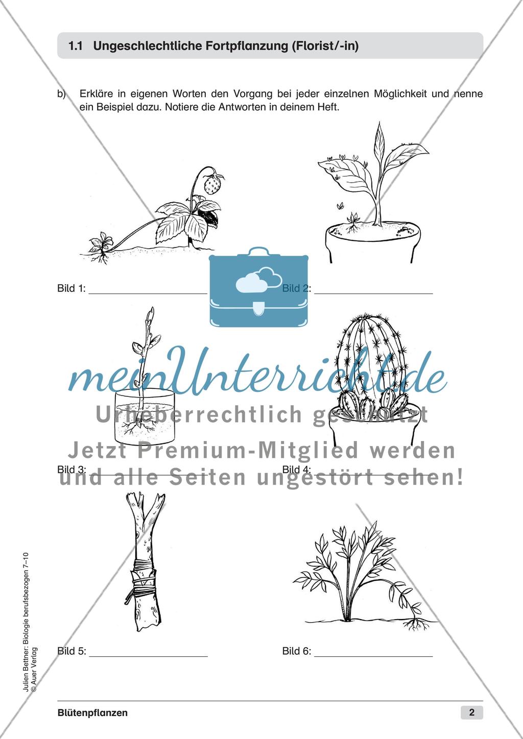 Blütenpflanzen Preview 4