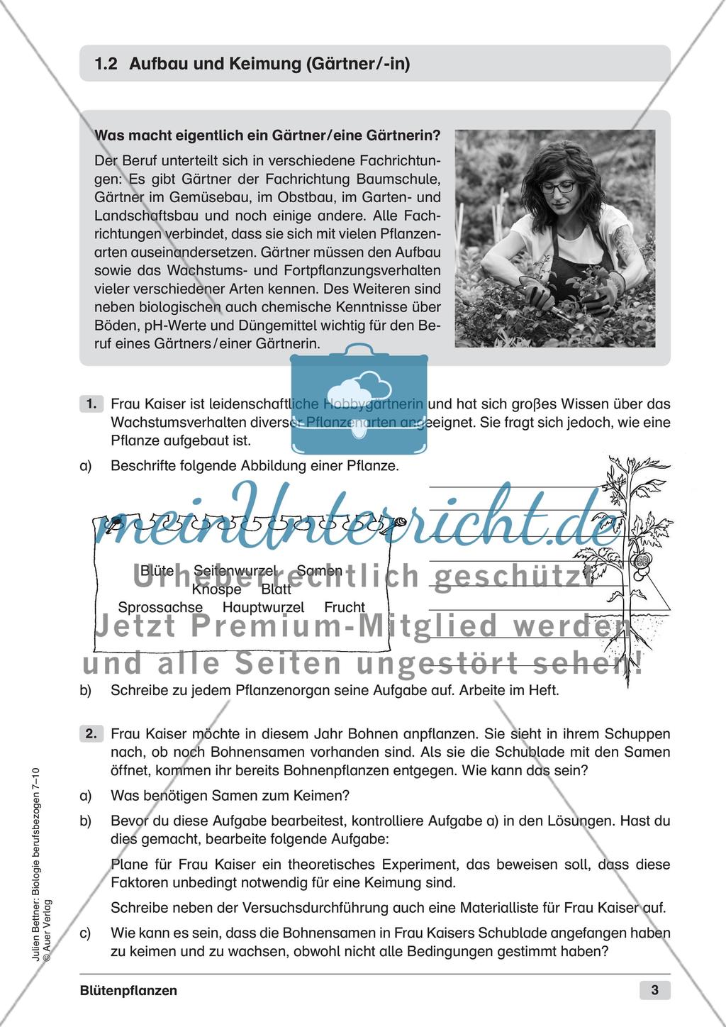 Blütenpflanzen Preview 5