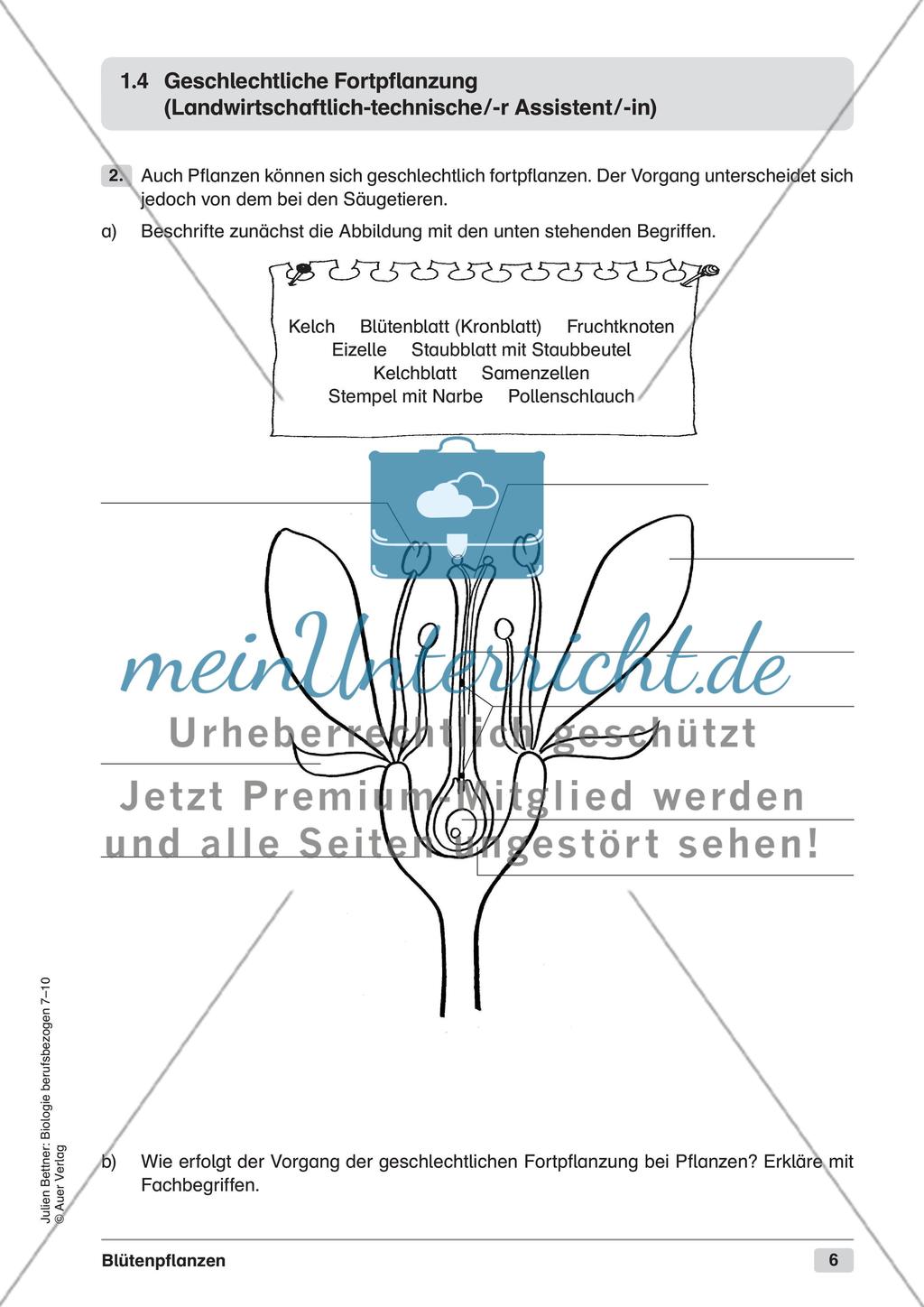 Blütenpflanzen Preview 8