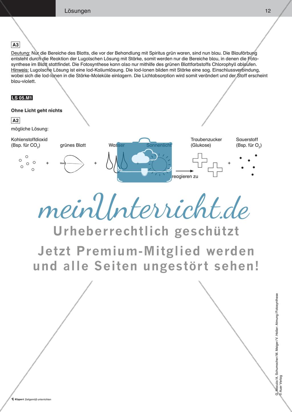 Wie ernähren sich Pflanzen Preview 13