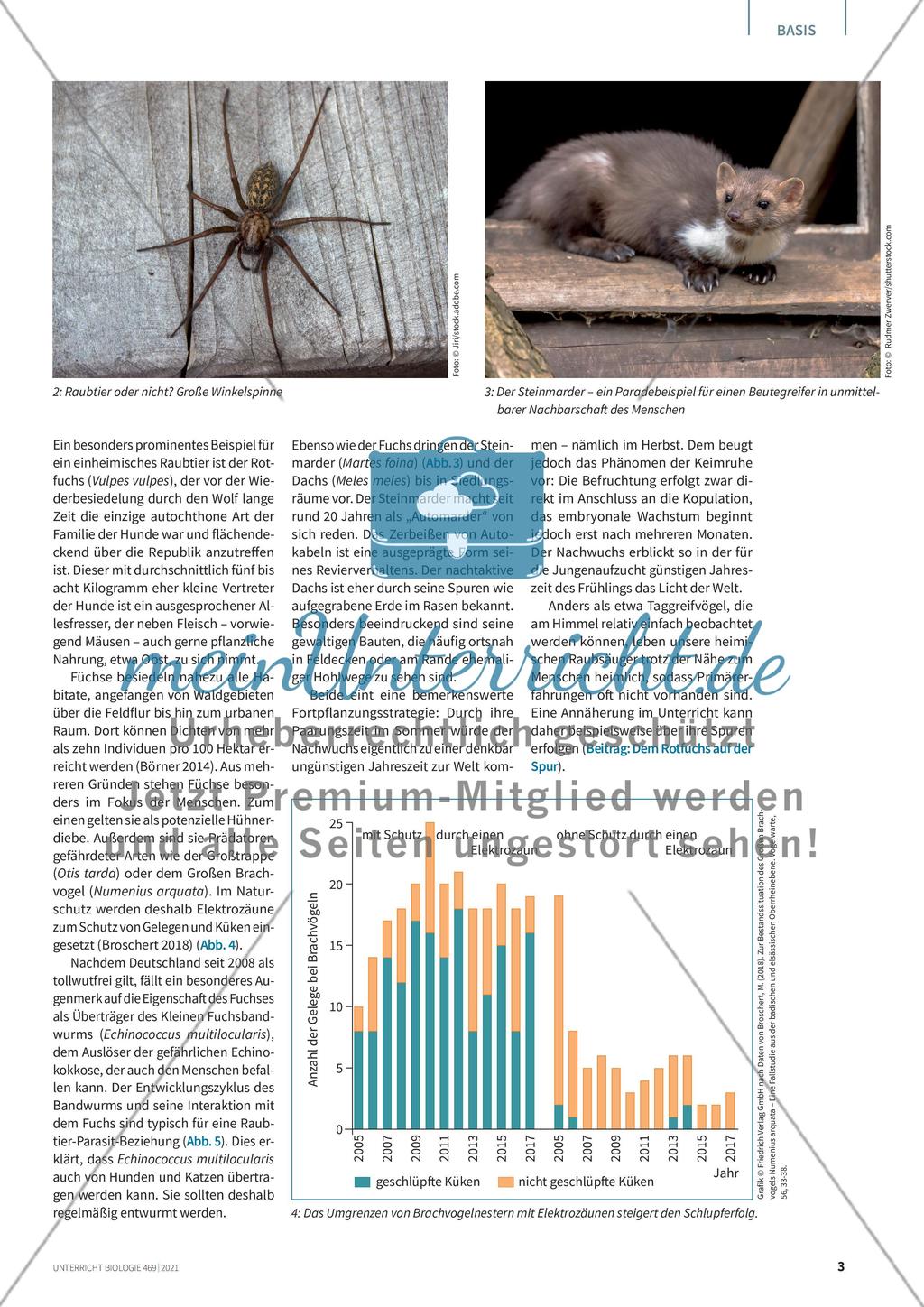Raubtiere bei uns in Deutschland Preview 2