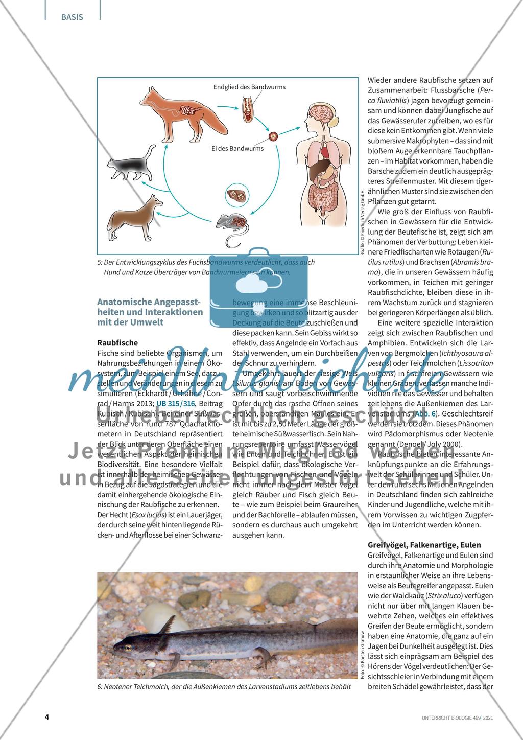 Raubtiere bei uns in Deutschland Preview 3