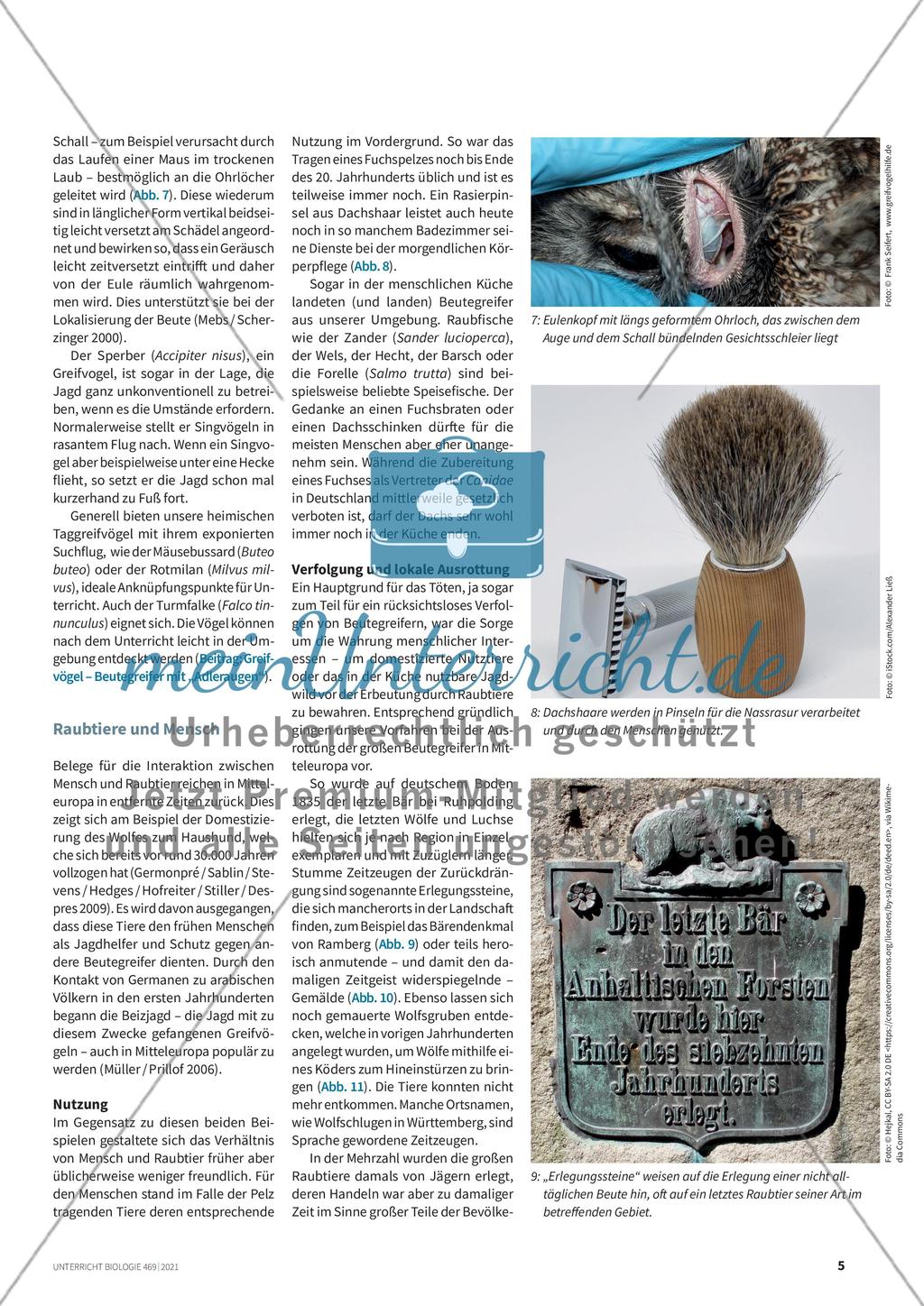 Raubtiere bei uns in Deutschland Preview 4