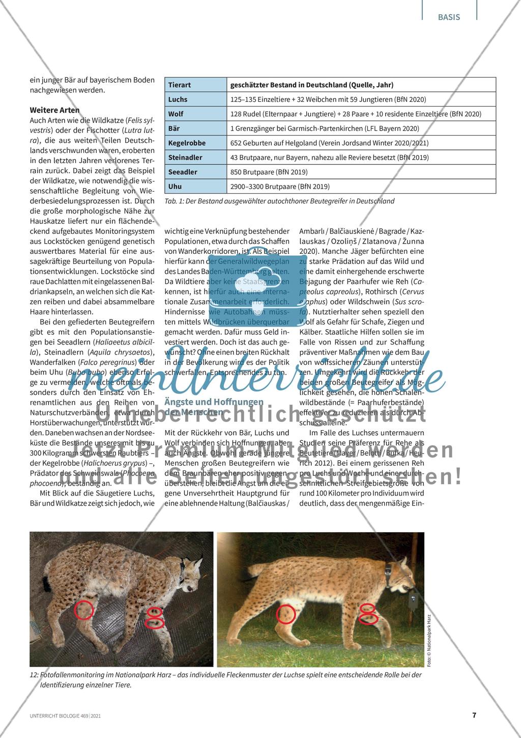 Raubtiere bei uns in Deutschland Preview 6