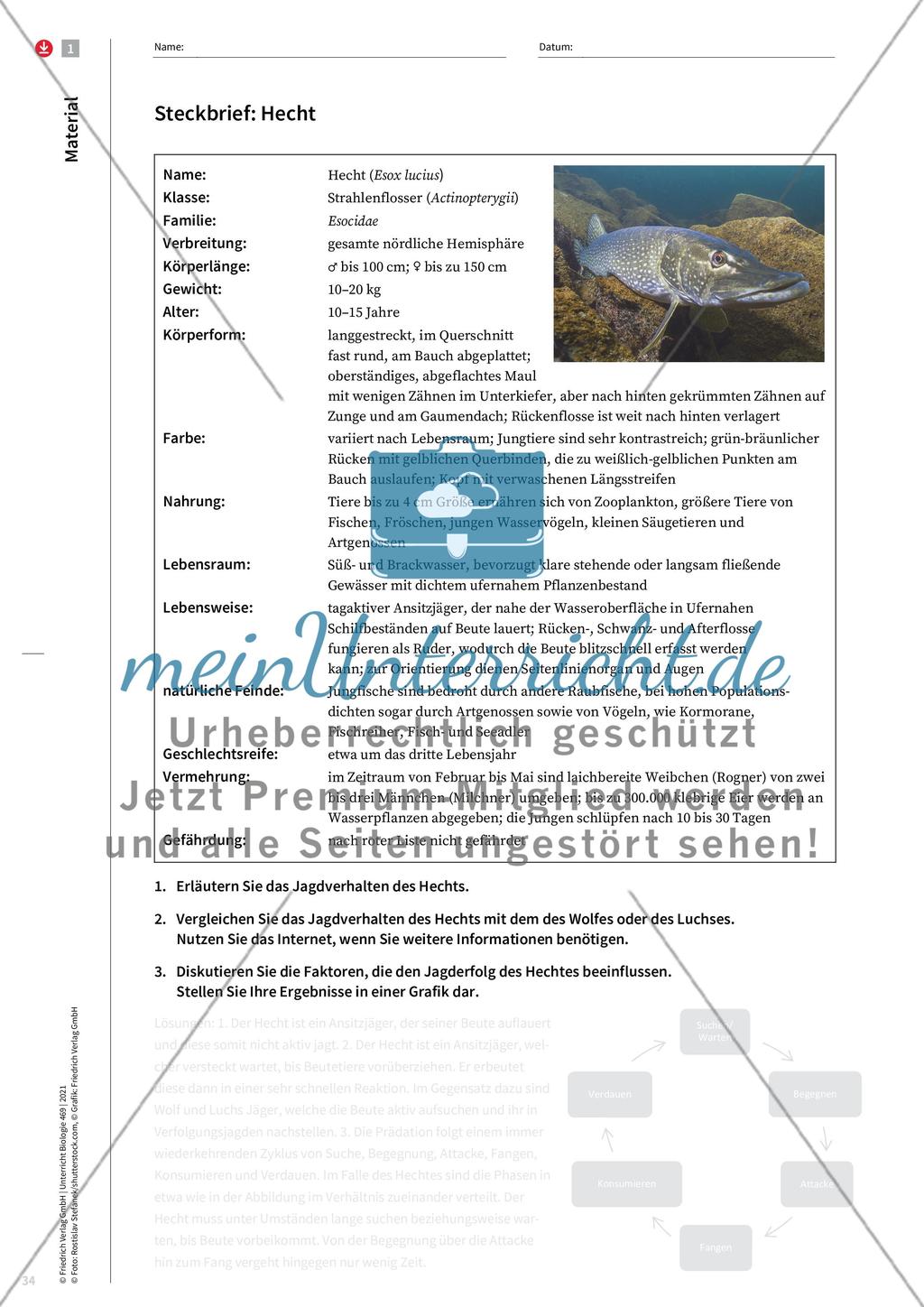 Der Hecht ist des Hechtes Wolf Preview 3