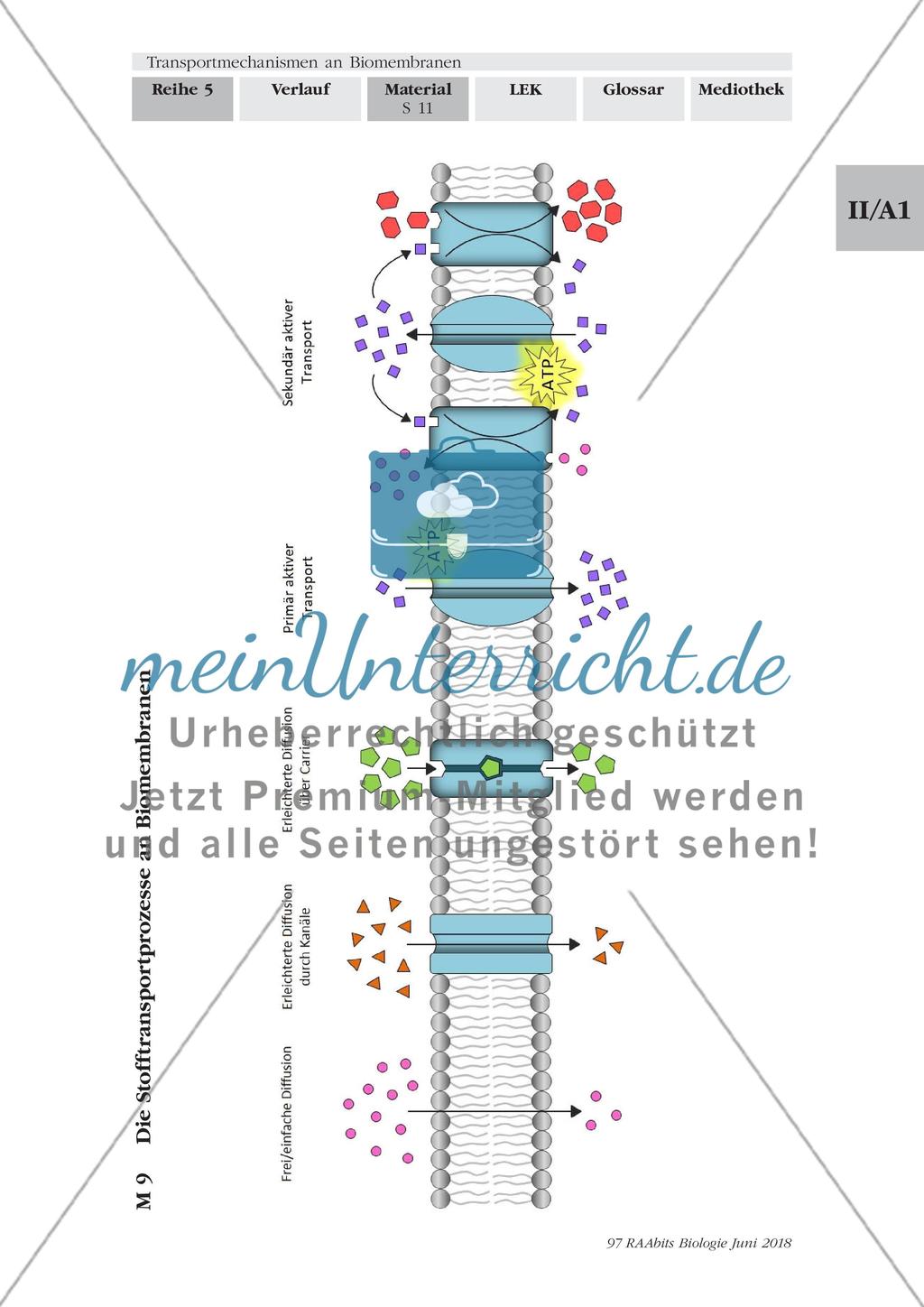 Transportmechanismen an Biomembranen - M1-M9 Preview 11
