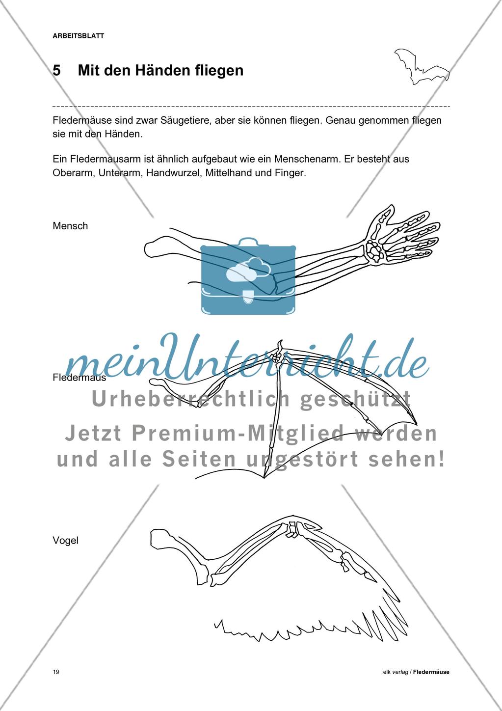 Fledermäuse - Teil 1 Preview 10