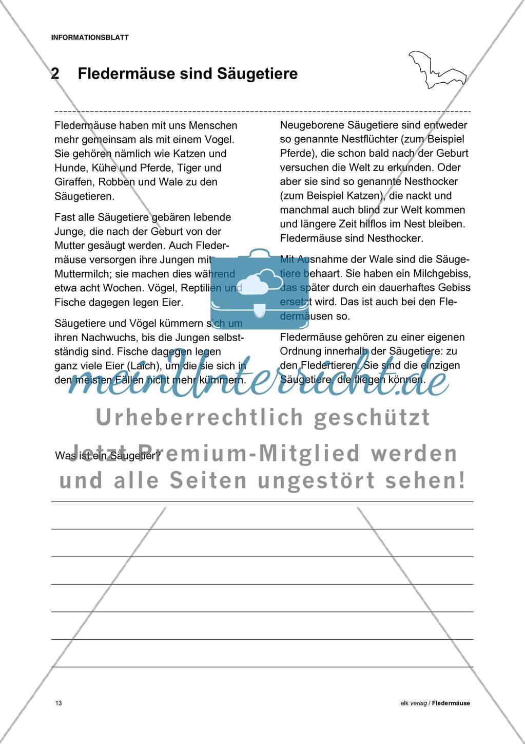 Fledermäuse - Teil 1 Preview 4