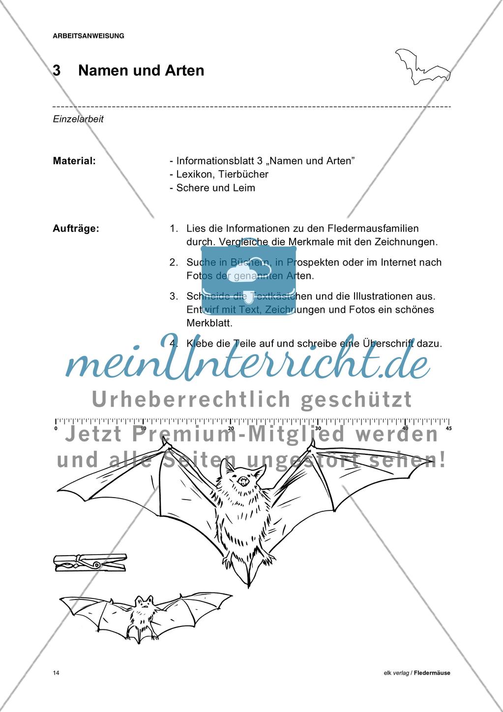 Fledermäuse - Teil 1 Preview 5