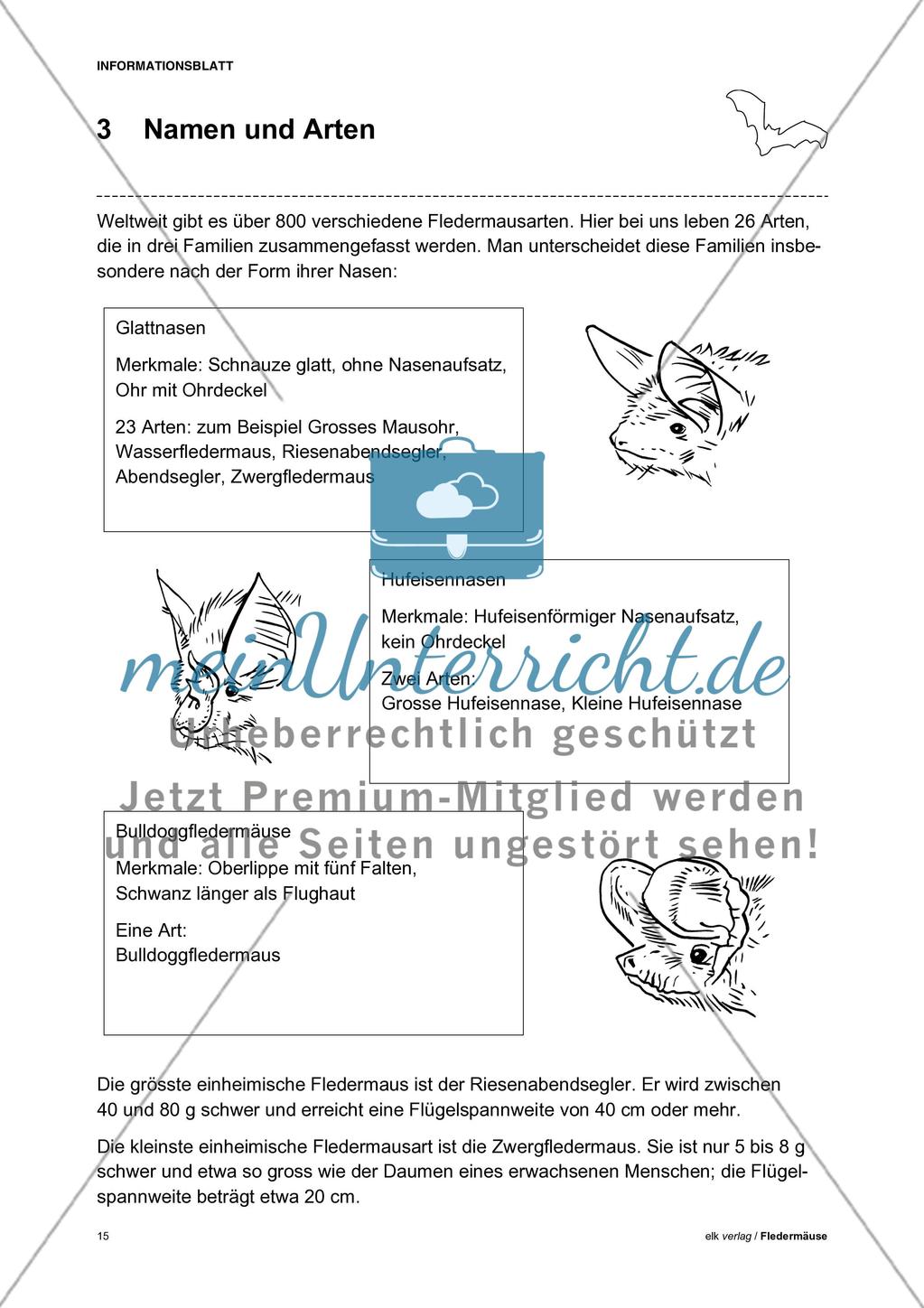 Fledermäuse - Teil 1 Preview 6