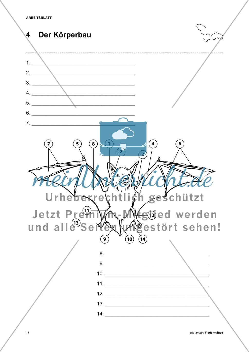 Fledermäuse - Teil 1 Preview 8