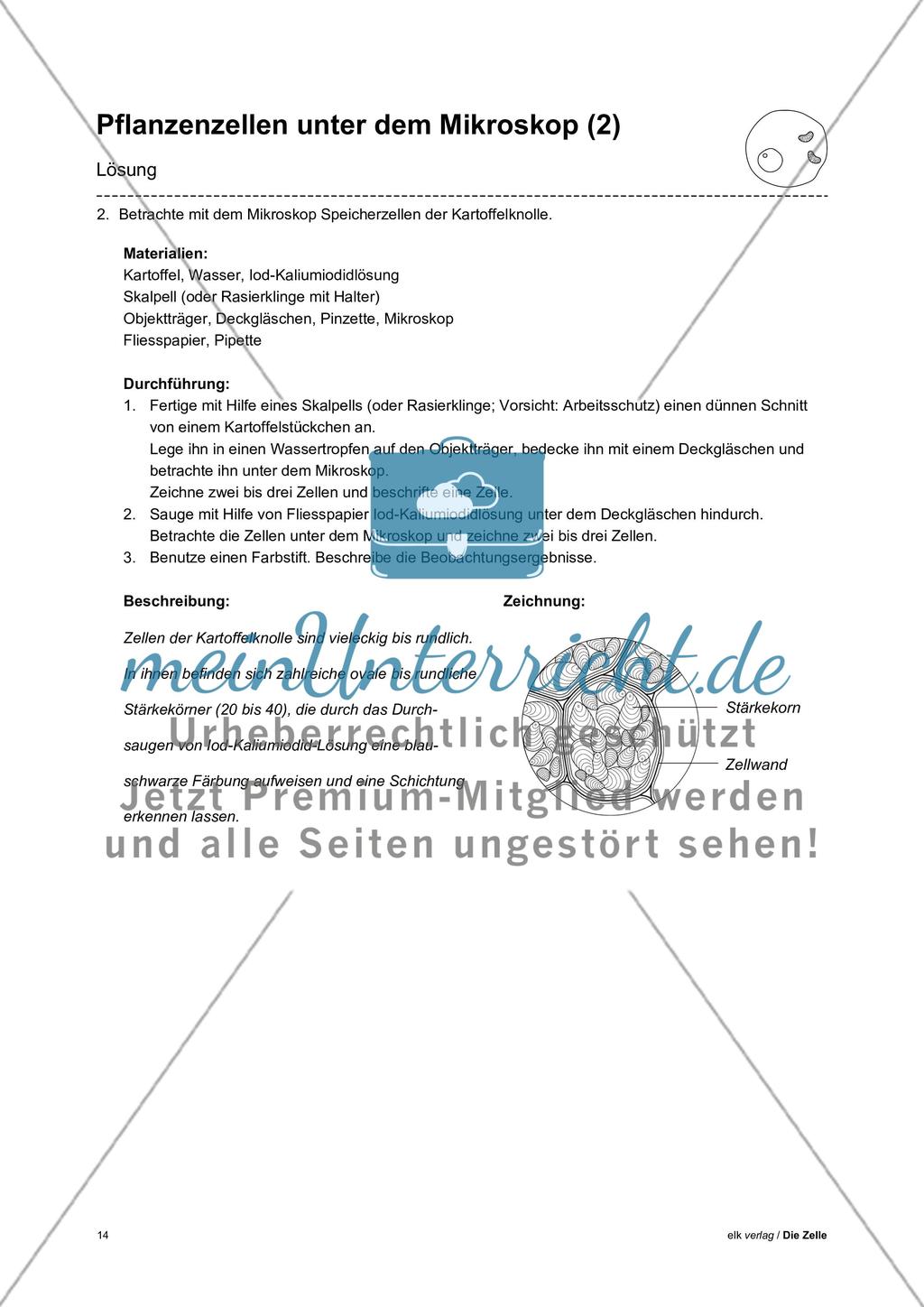 Arbeitsblätter Zelle - Teil 1 Preview 10