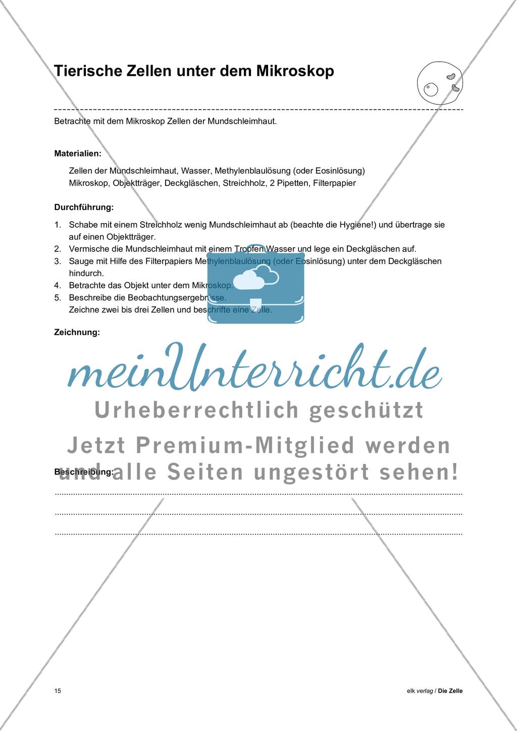 Arbeitsblätter Zelle - Teil 1 Preview 11