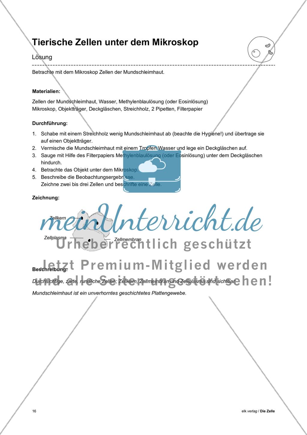 Arbeitsblätter Zelle - Teil 1 Preview 12