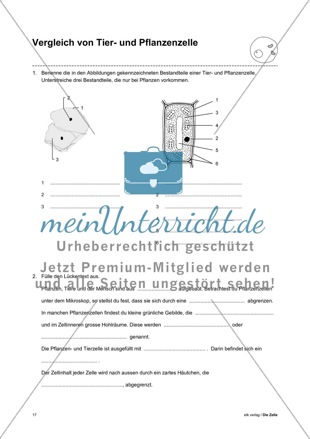 Arbeitsblätter Zelle - Teil 1 Preview 13