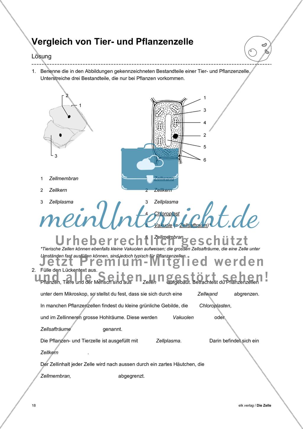 Arbeitsblätter Zelle - Teil 1 Preview 14