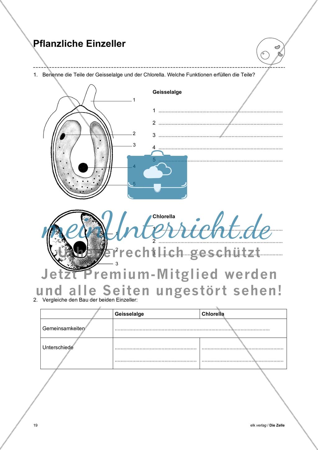 Arbeitsblätter Zelle - Teil 1 Preview 15