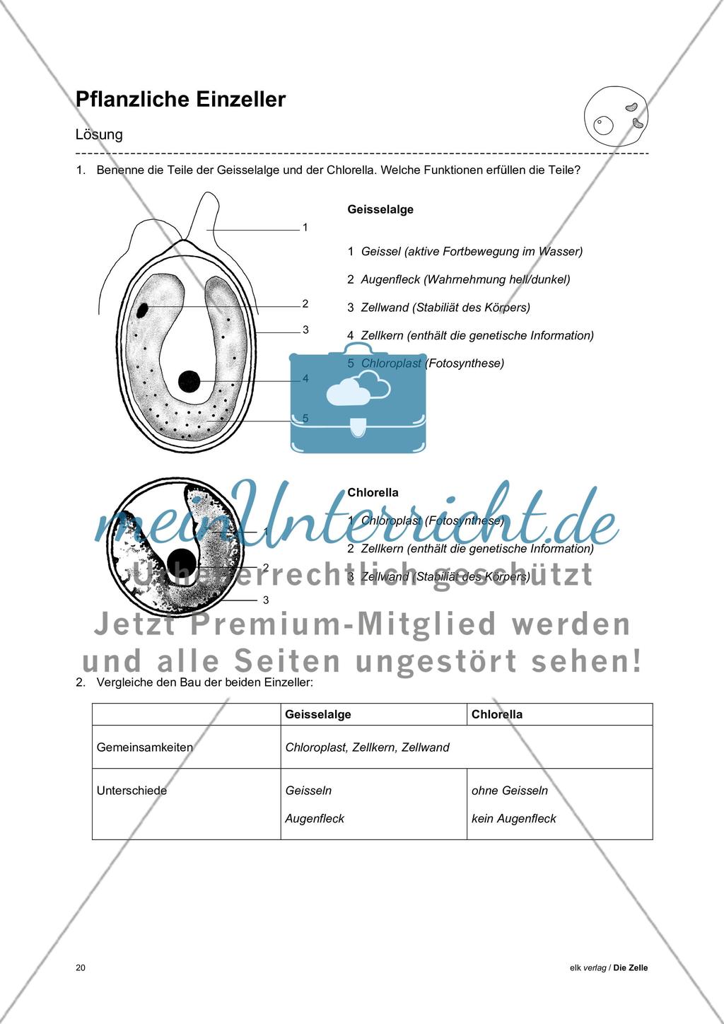 Arbeitsblätter Zelle - Teil 1 Preview 16