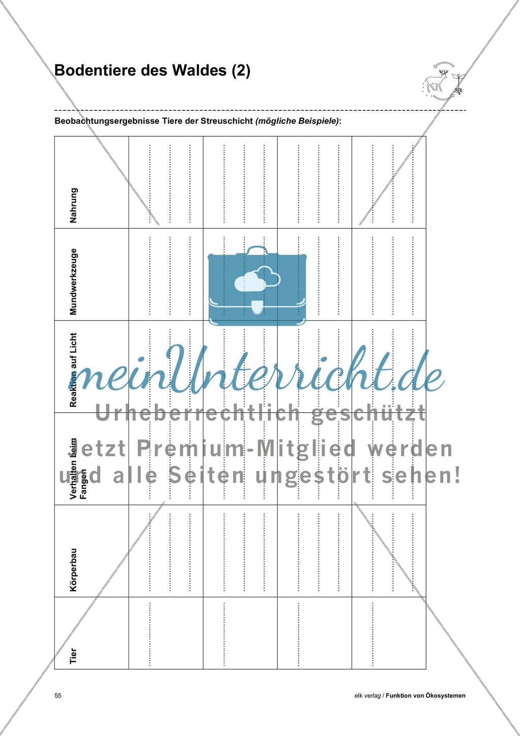 Funktion von Ökosystemen – Teil3 Preview 13