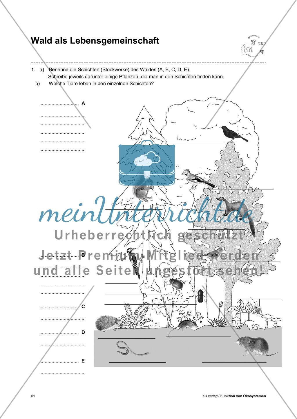 Funktion von Ökosystemen – Teil3 Preview 9